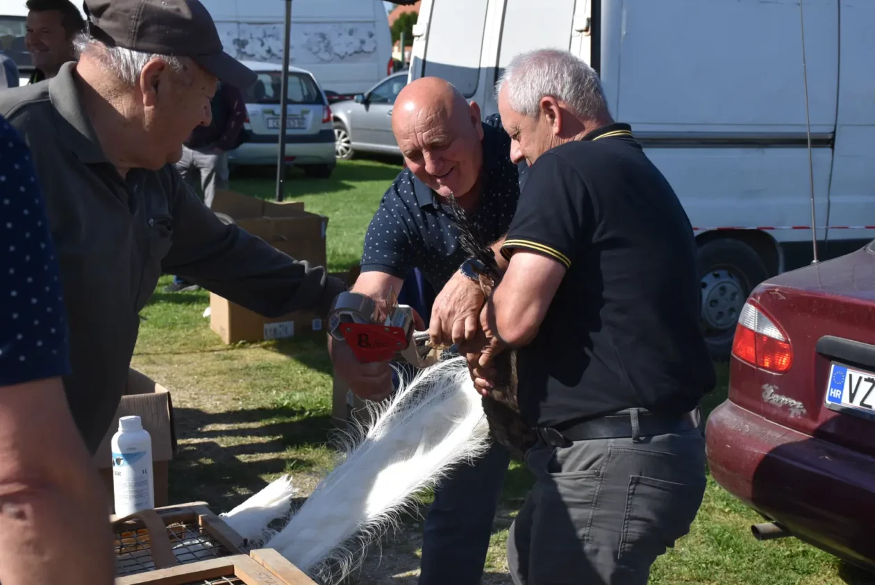 Male životinje, Mesap, Nedelišće (24)