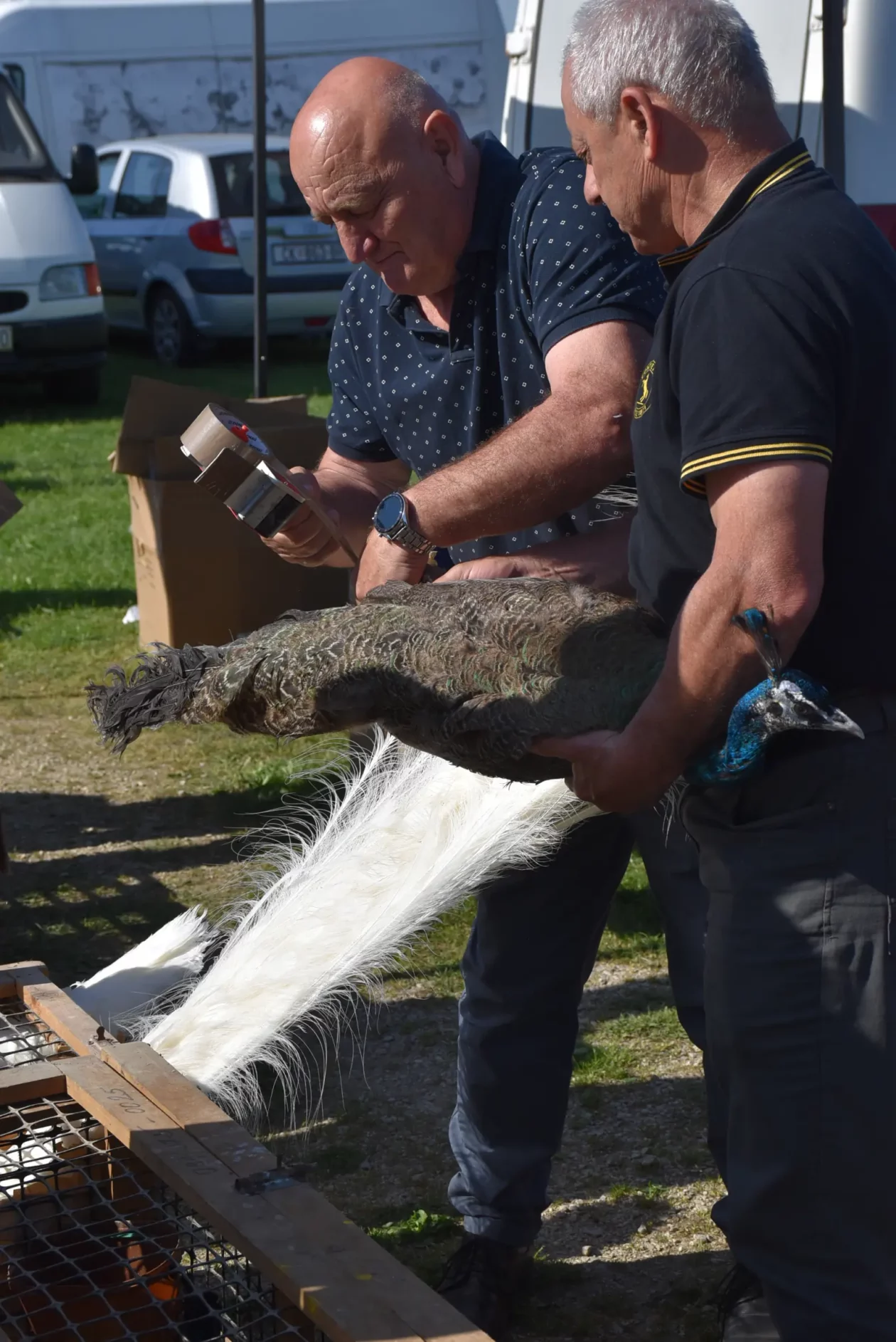 Male životinje, Mesap, Nedelišće (25)