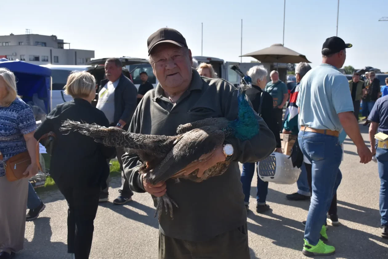 Male životinje, Mesap, Nedelišće (27)