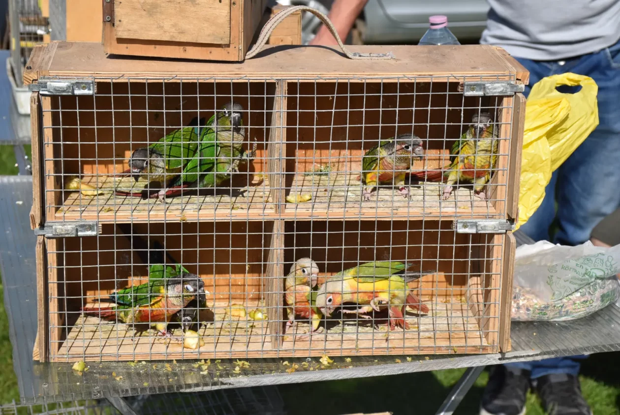 Male životinje, Mesap, Nedelišće (28)