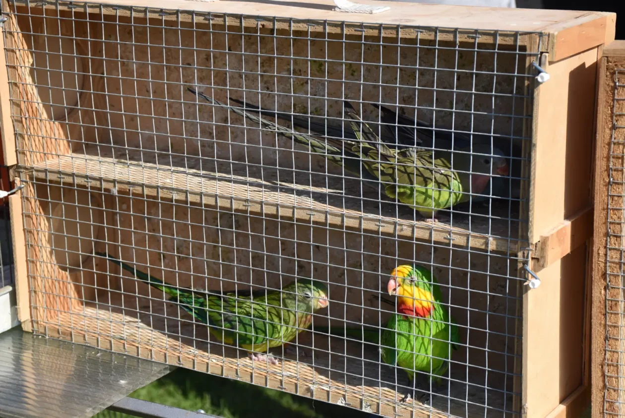 Male životinje, Mesap, Nedelišće (29)