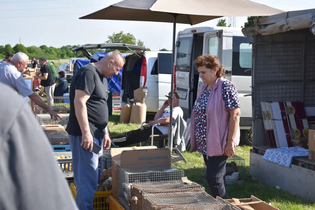 Male životinje, Mesap, Nedelišće (3)