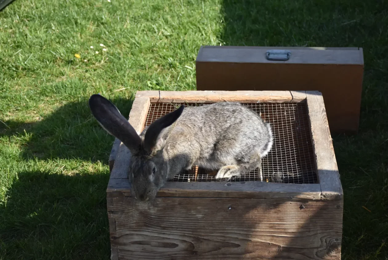 Male životinje, Mesap, Nedelišće (31)