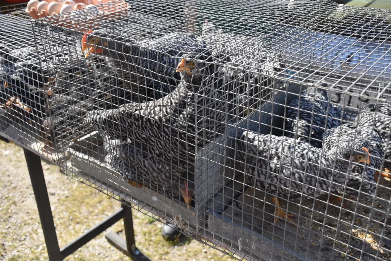 Male životinje, Mesap, Nedelišće (32) Male životinje, Mesap, Nedelišće (32)