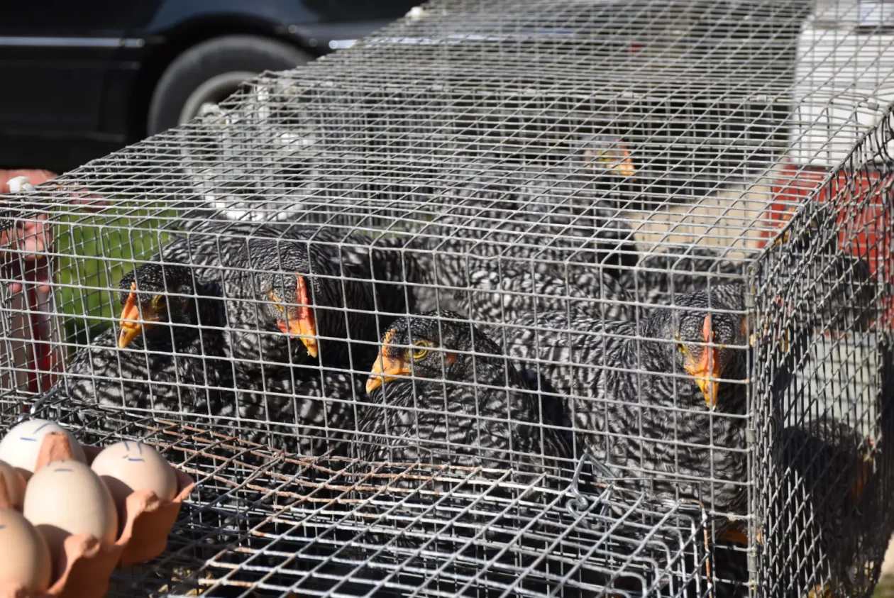 Male životinje, Mesap, Nedelišće (33) Male životinje, Mesap, Nedelišće (33)