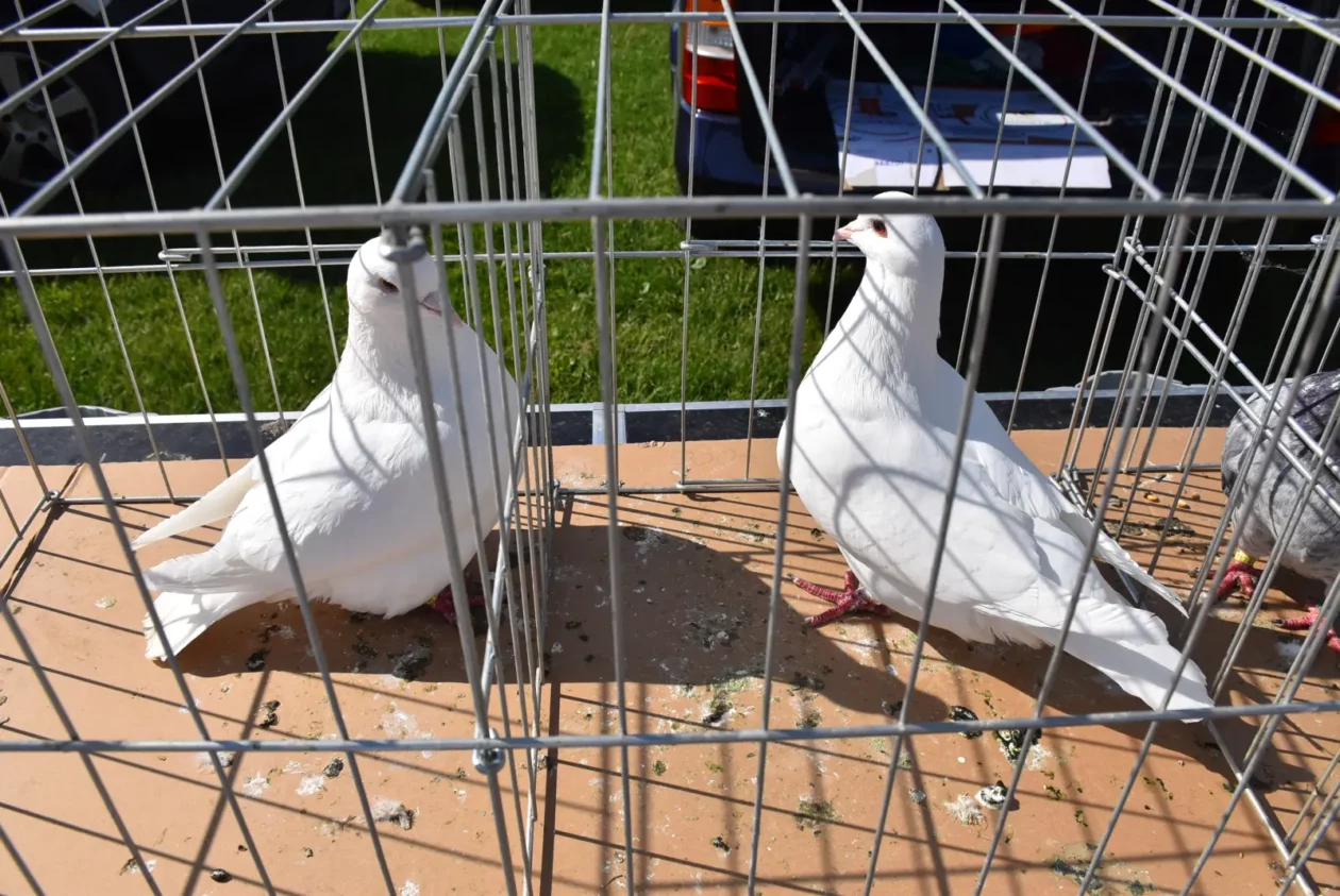 Male životinje, Mesap, Nedelišće (37)