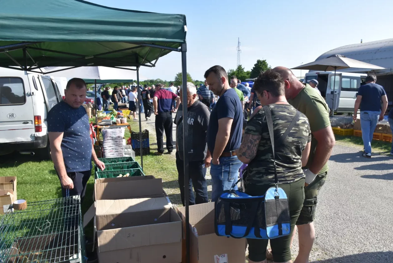 Male životinje, Mesap, Nedelišće (4)