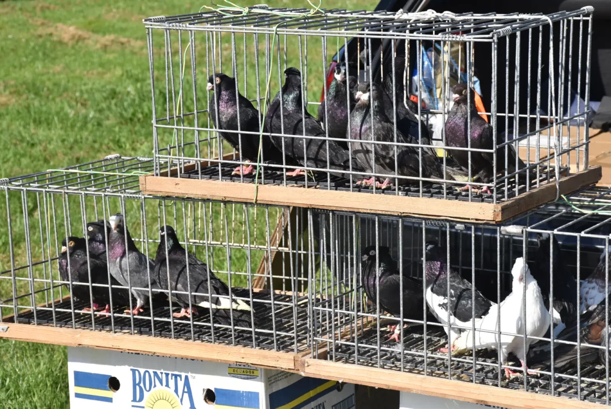 Male životinje, Mesap, Nedelišće (8)