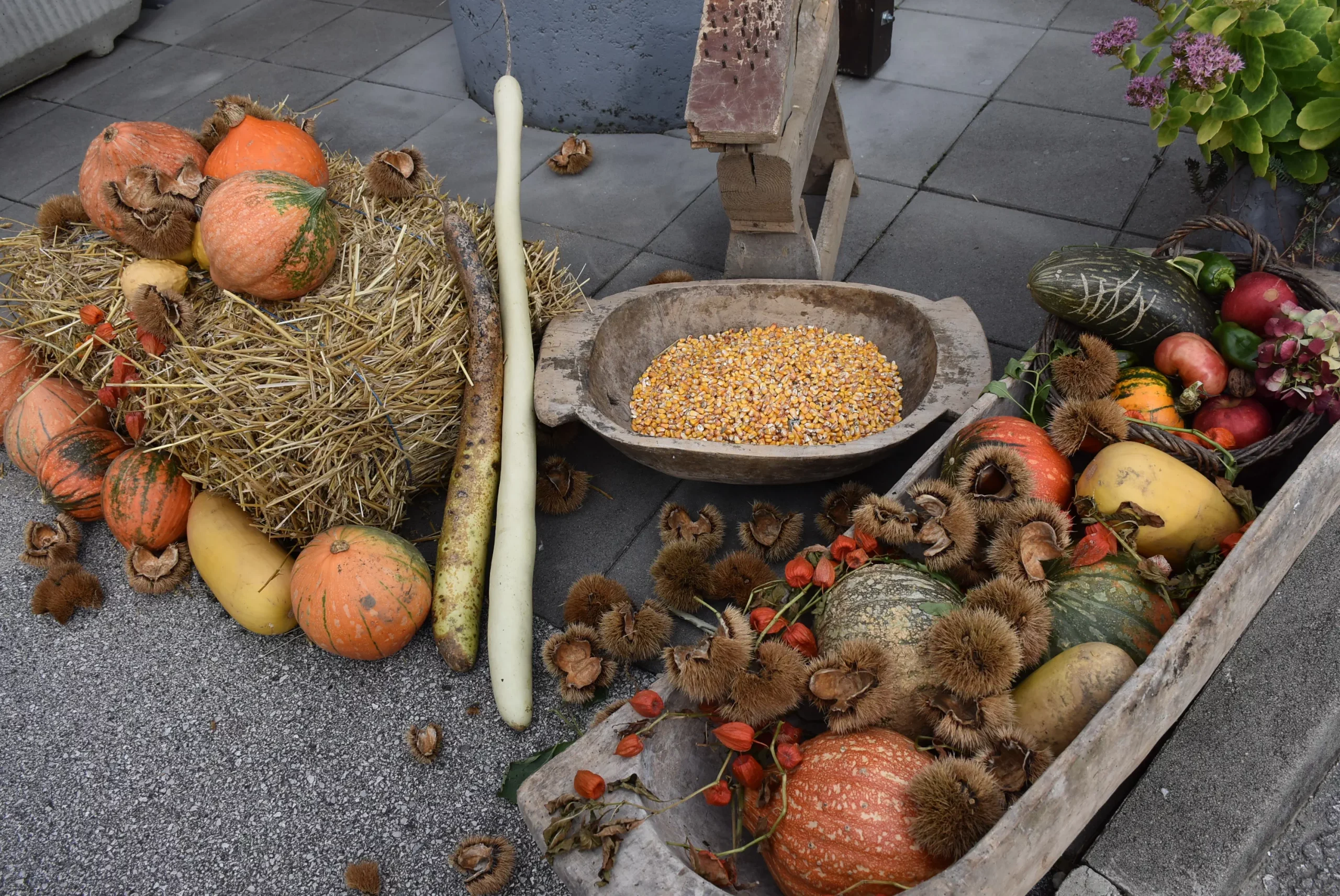 “Mamičina škrija” u Gornjem Kraljevcu 2024 (74) “Mamičina škrija” u Gornjem Kraljevcu 2024 (74)