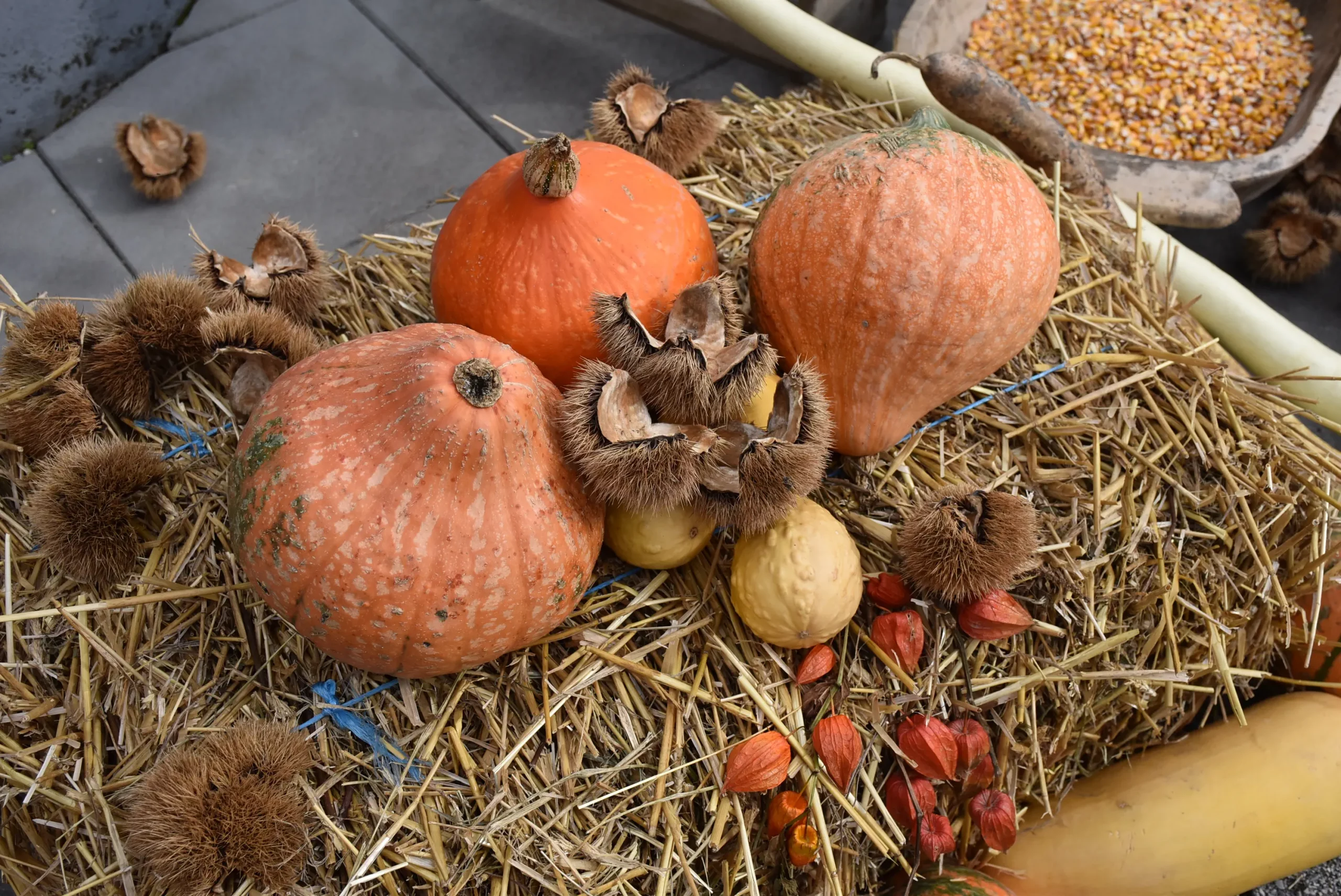 jesenski ukras, kesteni, tikva tikve “Mamičina škrija” u Gornjem Kraljevcu 2024 (8) jesenski ukras, kesteni, tikva tikve “Mamičina škrija” u Gornjem Kraljevcu 2024 (8)