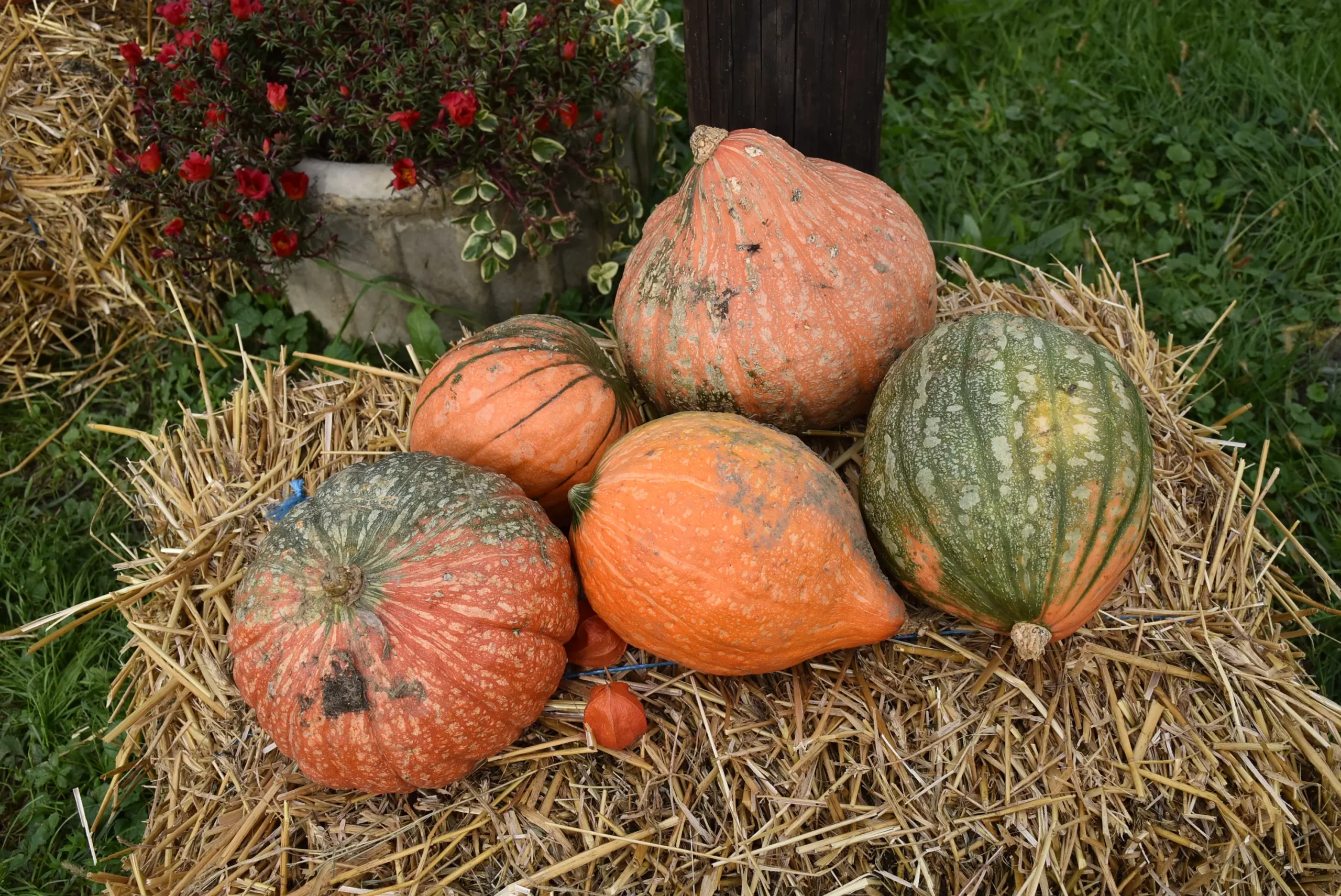 ukrasne tikve “Mamičina škrija” u Gornjem Kraljevcu 2024 (92) ukrasne tikve “Mamičina škrija” u Gornjem Kraljevcu 2024 (92)