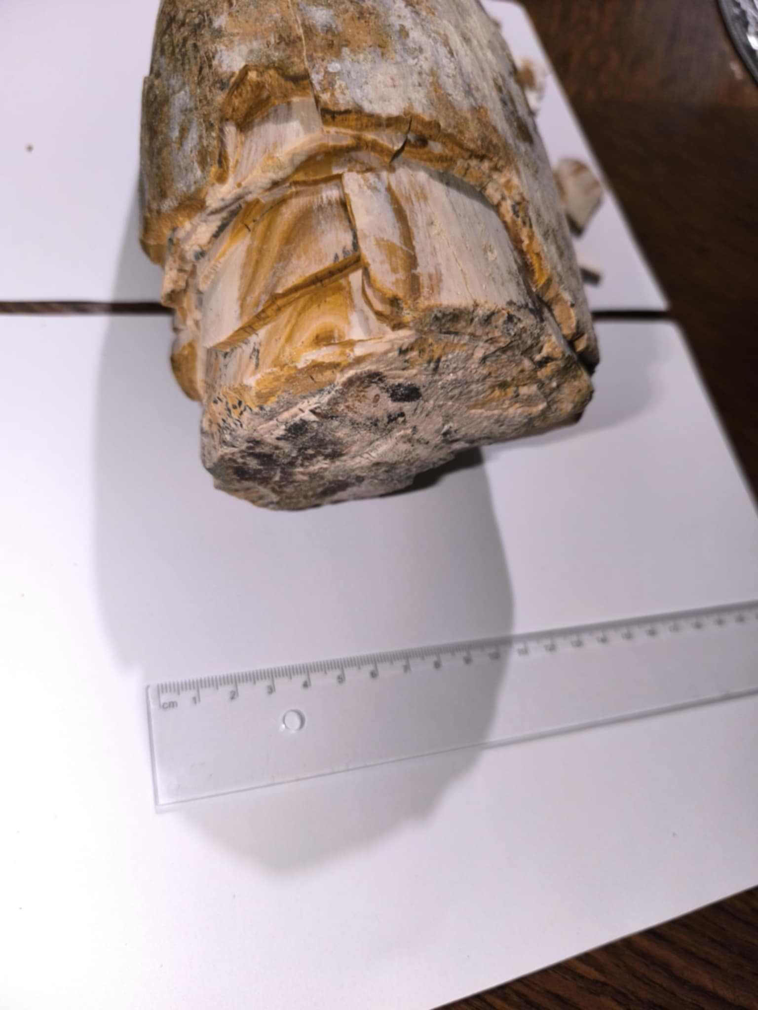 Mamutova kljova Vedran Zdelar 2