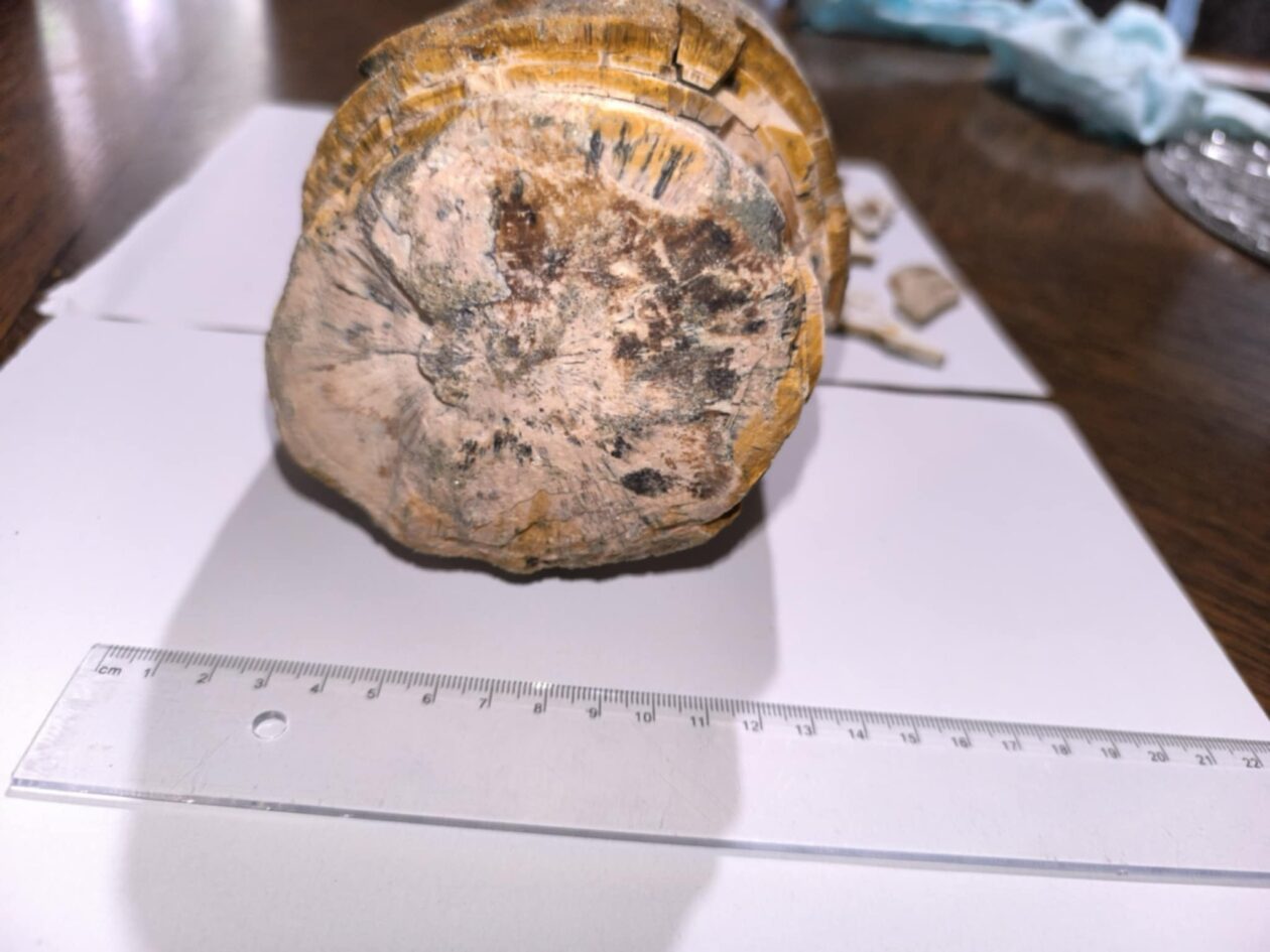 Mamutova kljova Vedran Zdelar 3