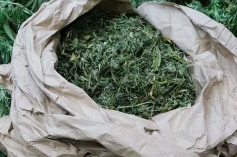Marihuana ilustracija