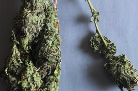 Marihuana 3 – doga