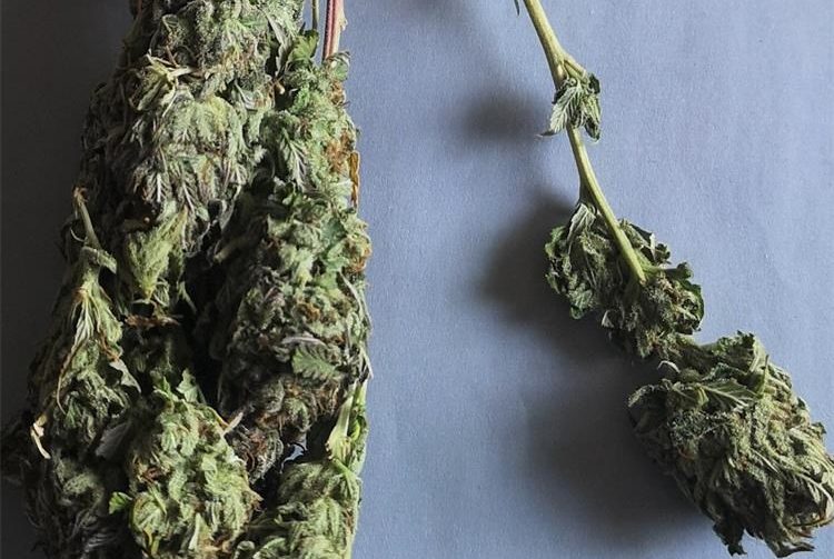 Marihuana 3 – doga Marihuana 3 – doga