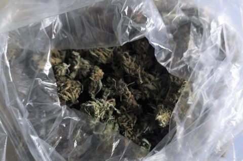 Marihuana ilustracija Marihuana ilustracija