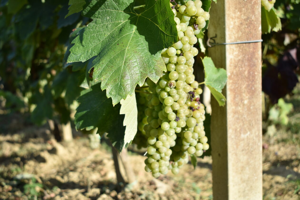 Marijan Čižmešija (2)