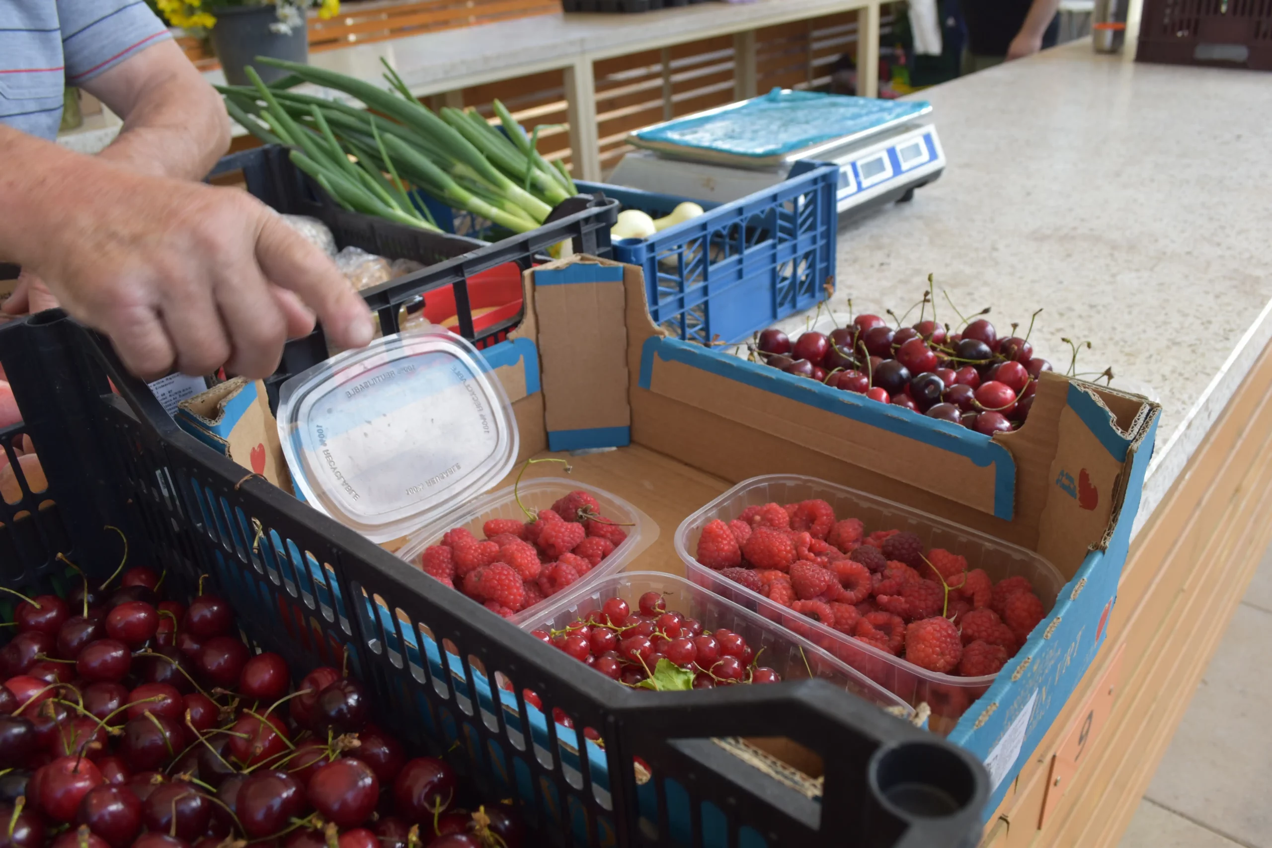 Marijan Podvez, trešnje (1) Marijan Podvez, trešnje (1)