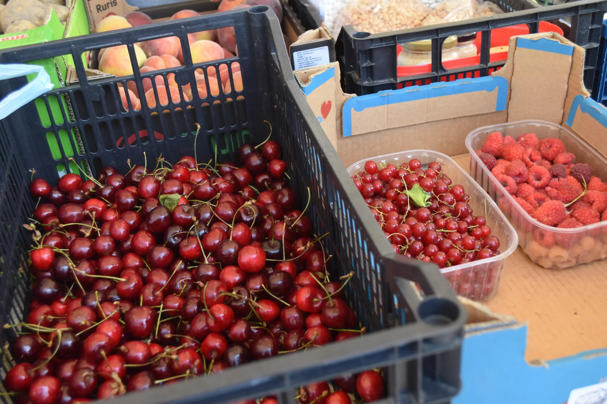 Marijan Podvez, trešnje (3) Marijan Podvez, trešnje (3)