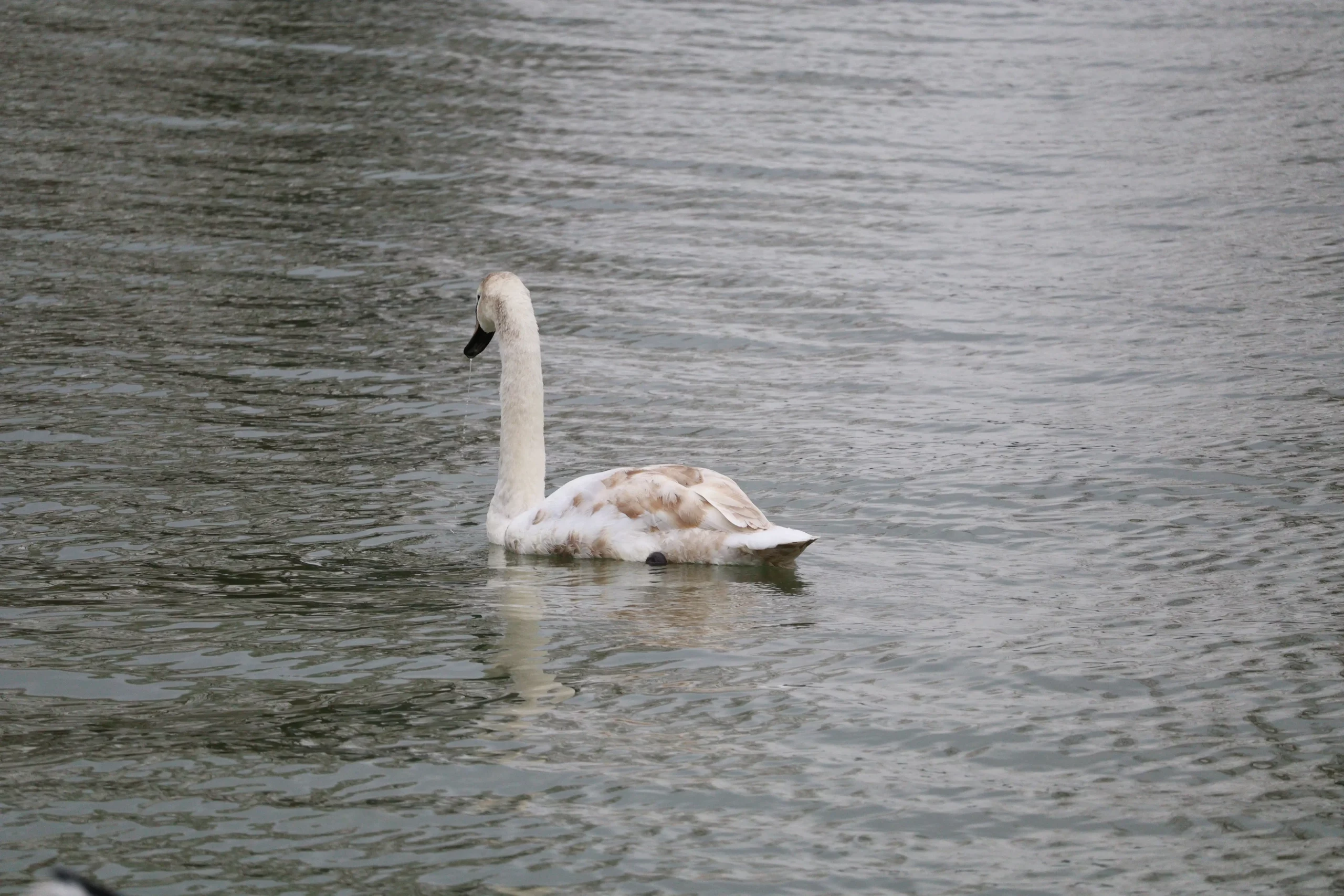 Marina Prelog 10. ožujka (9)