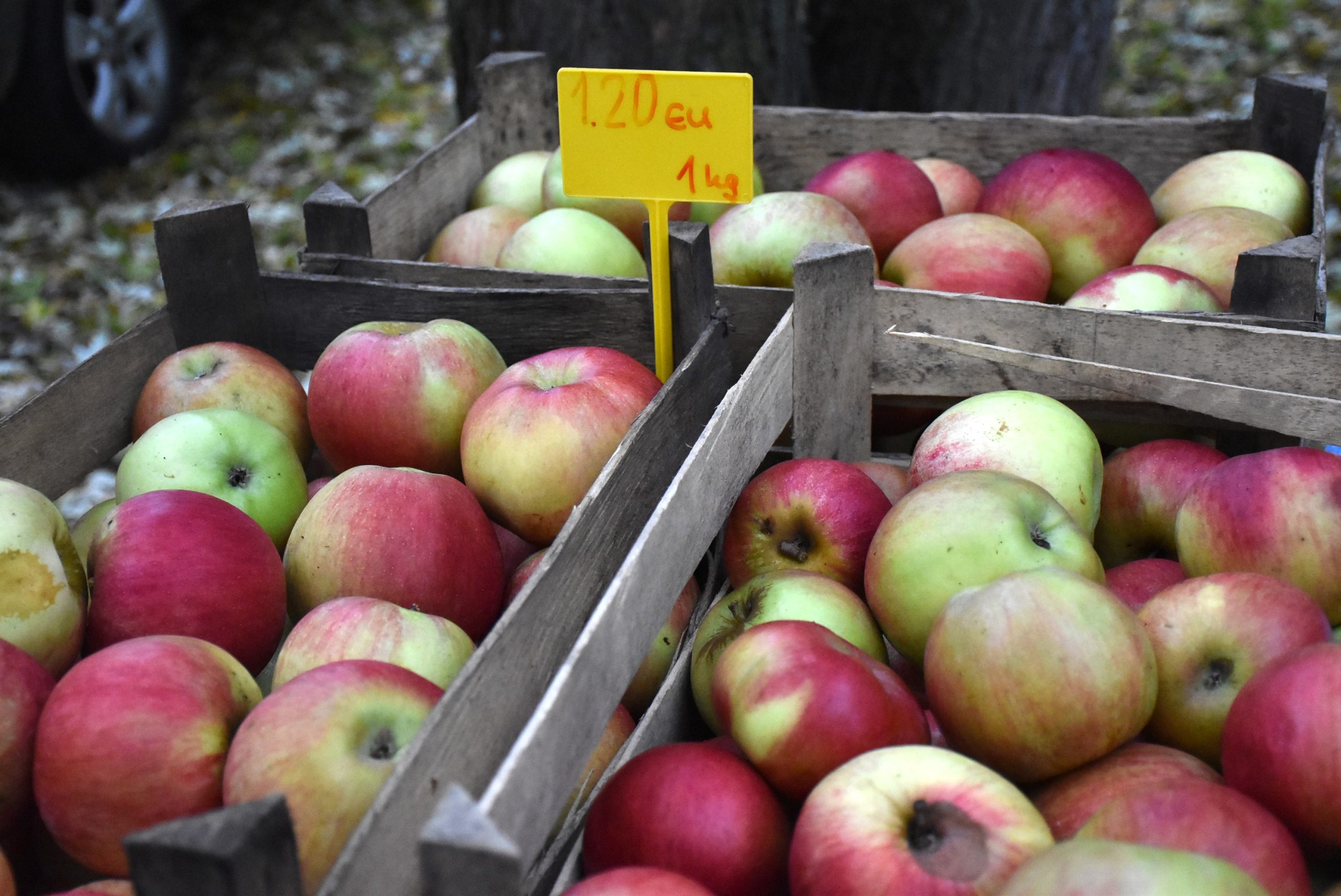 Marko Stanojlović (10) Marko Stanojlović (10)