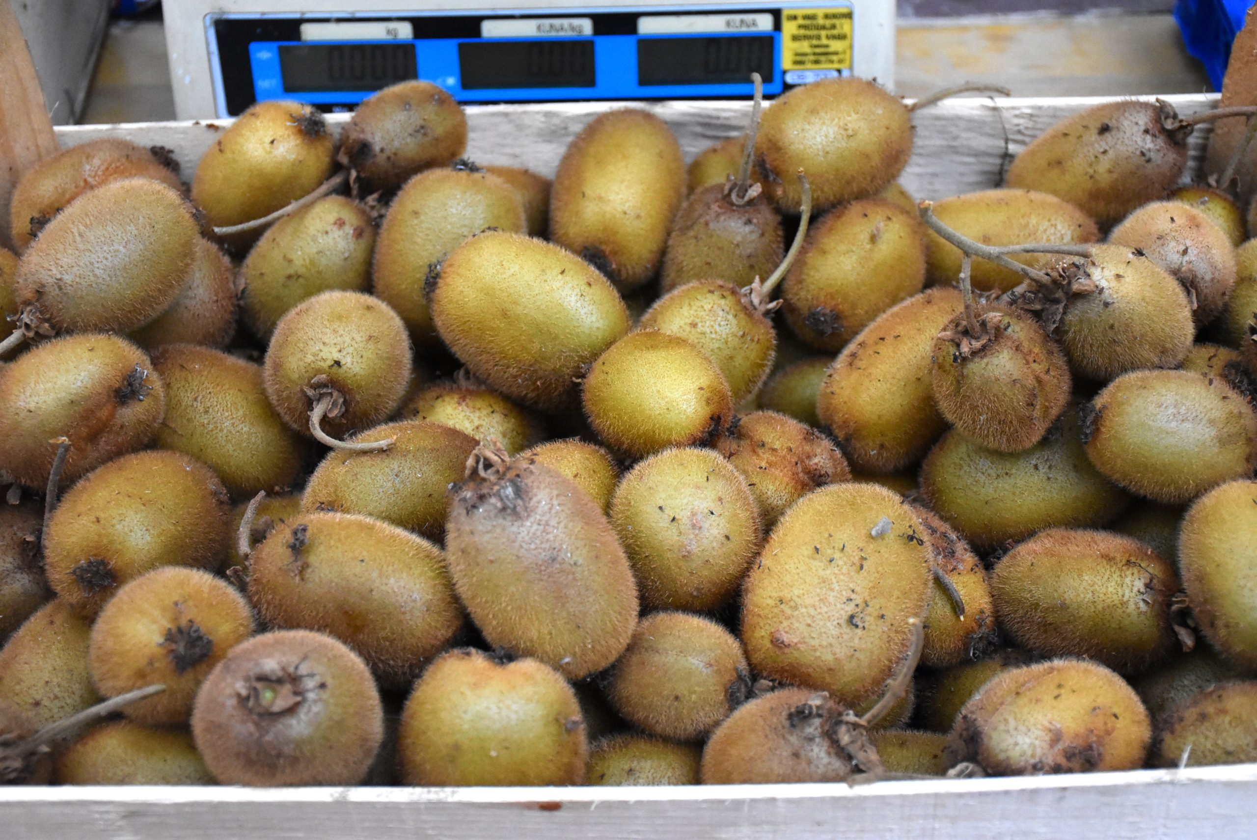 Marko Stanojlović (12) Marko Stanojlović (12)