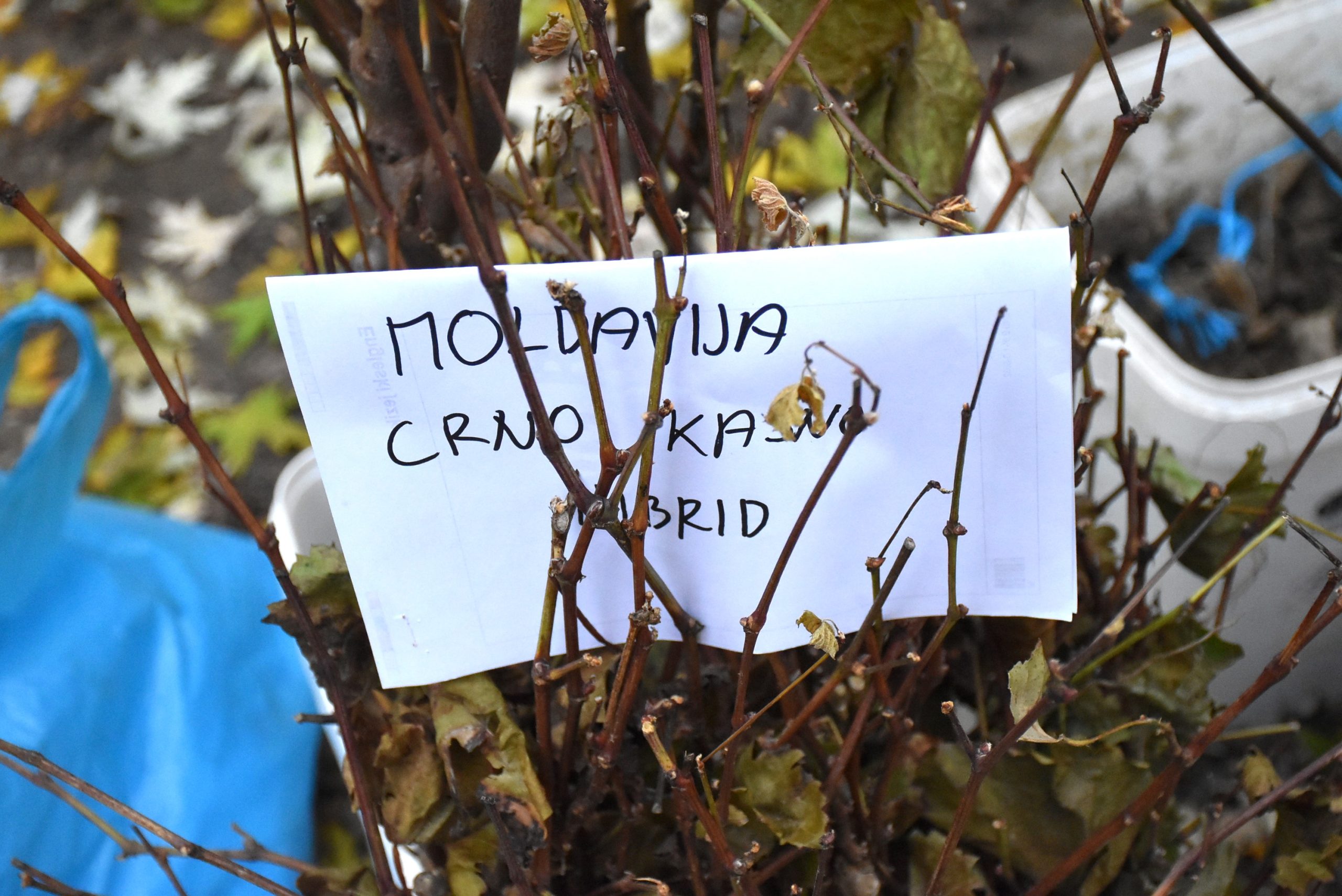 Marko Stanojlović (3) Marko Stanojlović (3)