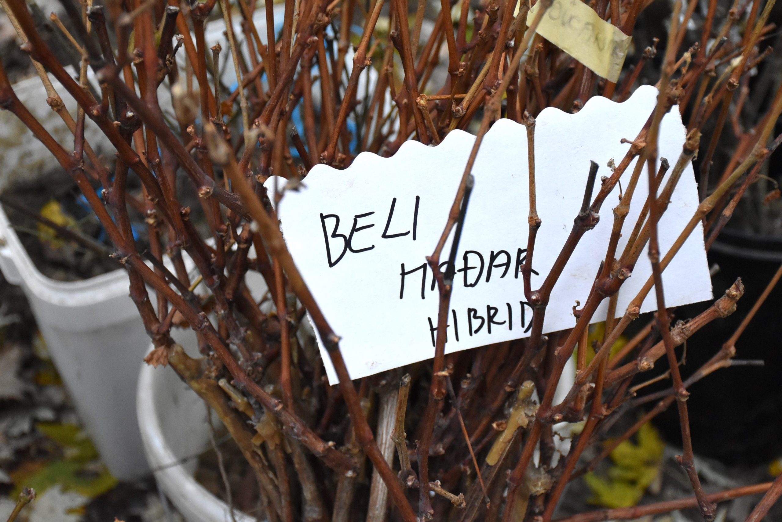 Marko Stanojlović (4) Marko Stanojlović (4)