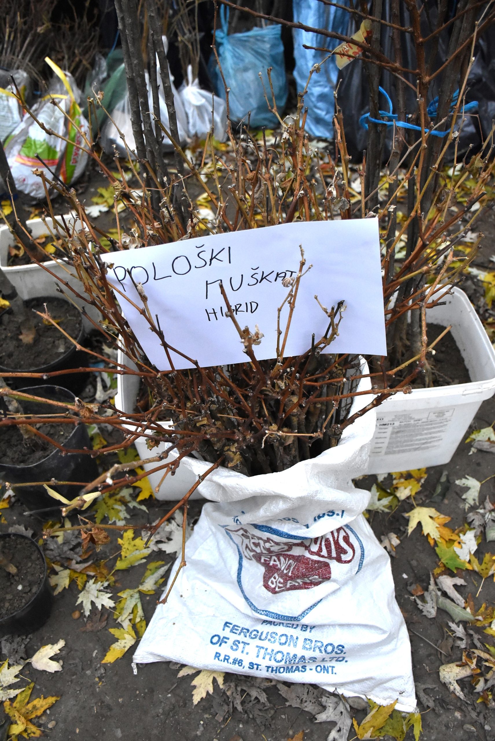 Marko Stanojlović (5) Marko Stanojlović (5)