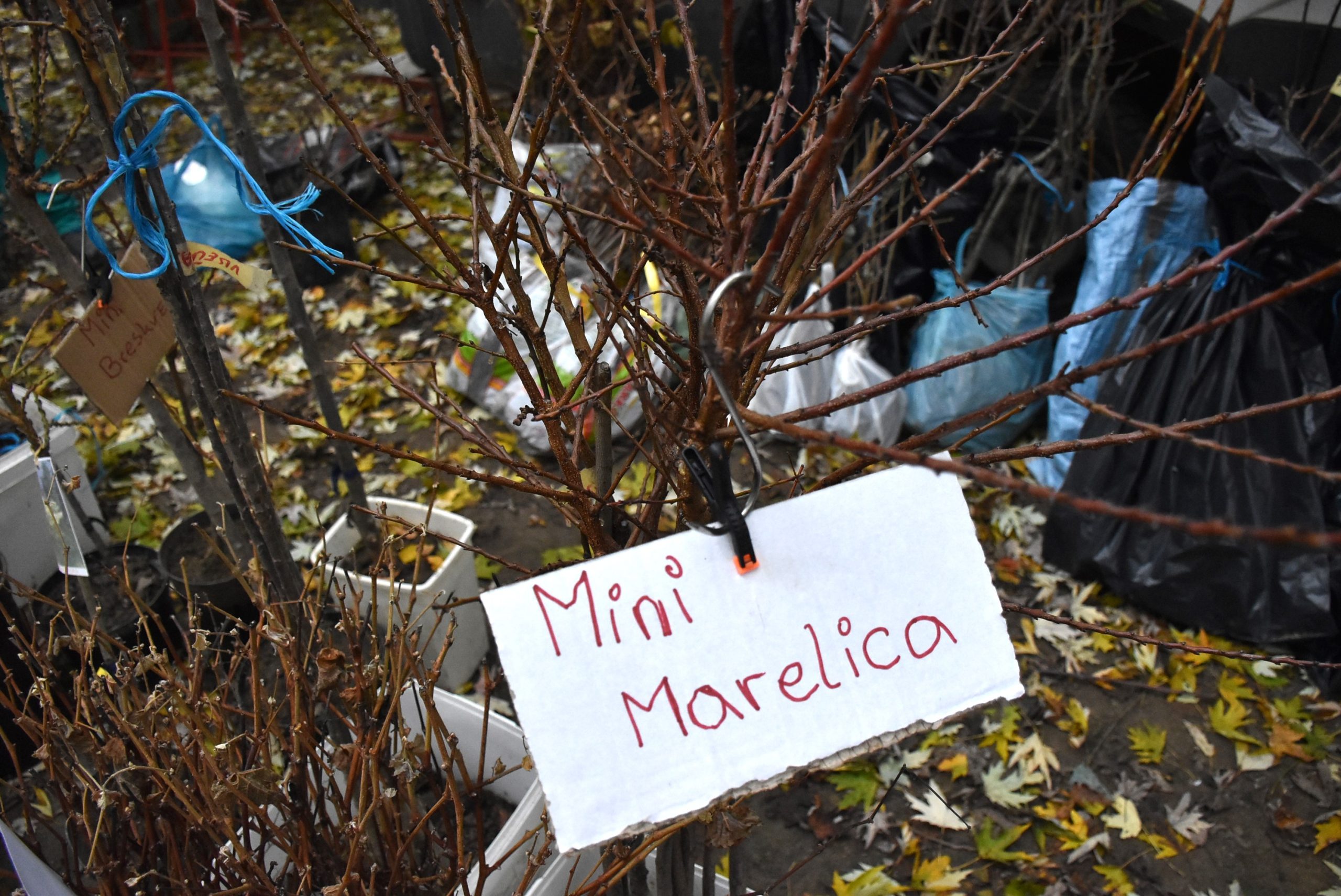 Marko Stanojlović (6) Marko Stanojlović (6)