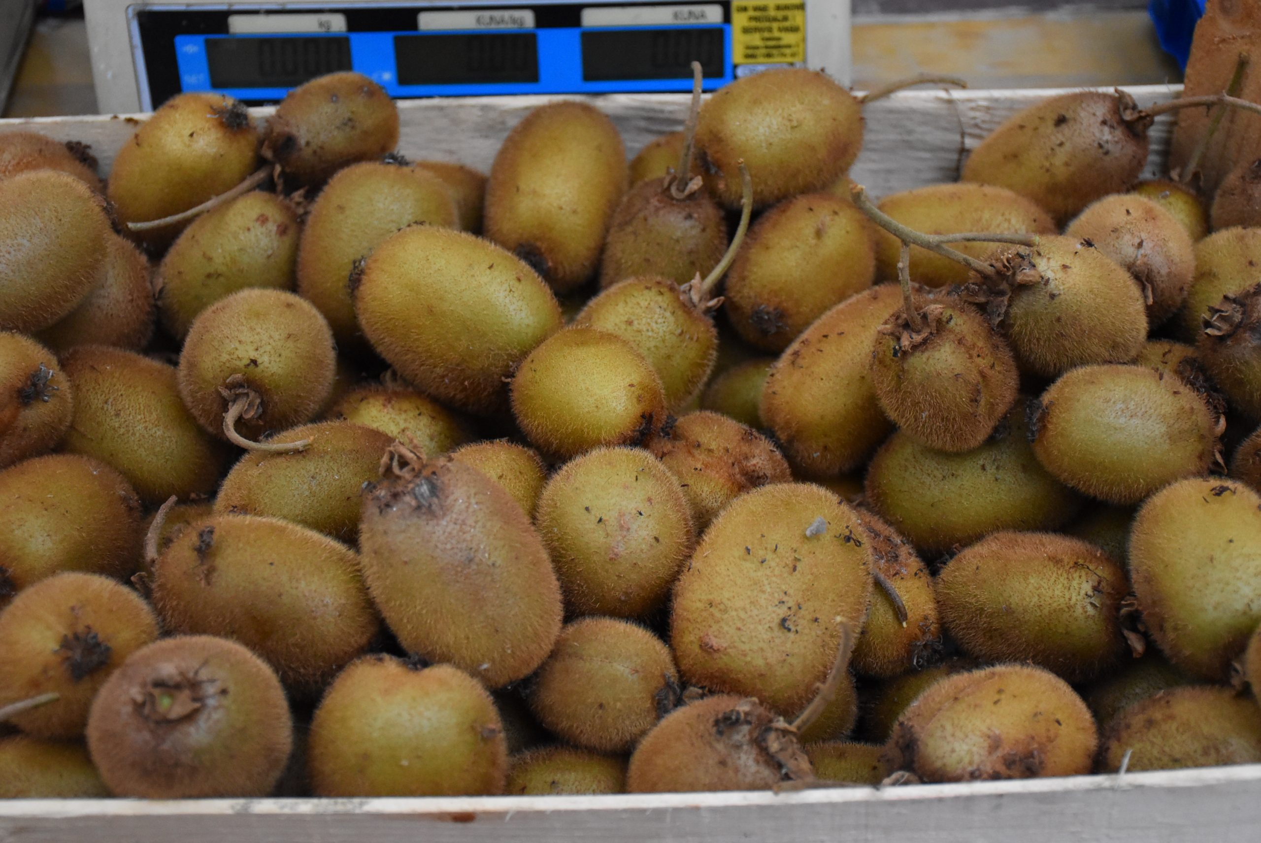 Marko Stanojlović (9) Marko Stanojlović (9)