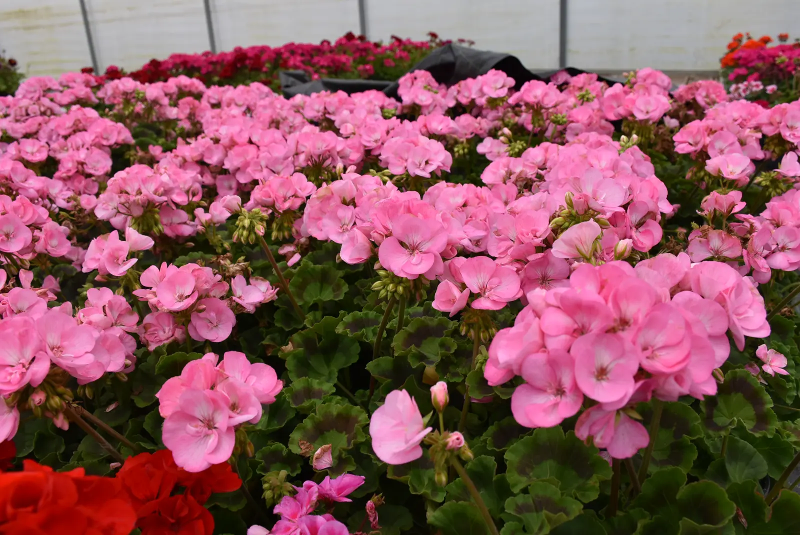 Martin Hendelja, OPG Šupljika, cvijeće (1) Martin Hendelja, OPG Šupljika, cvijeće (1)