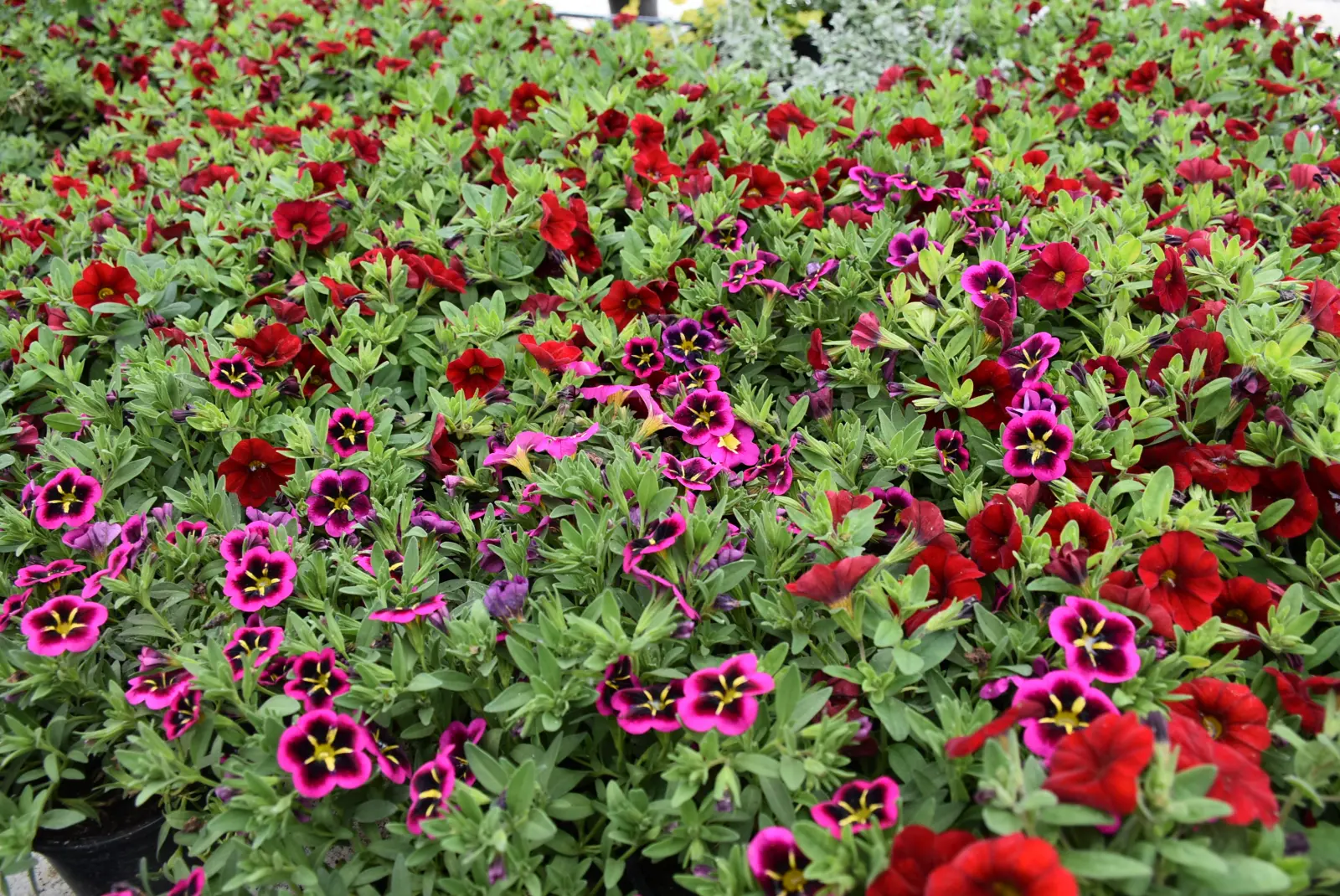 Martin Hendelja, OPG Šupljika, cvijeće (10) Martin Hendelja, OPG Šupljika, cvijeće (10)