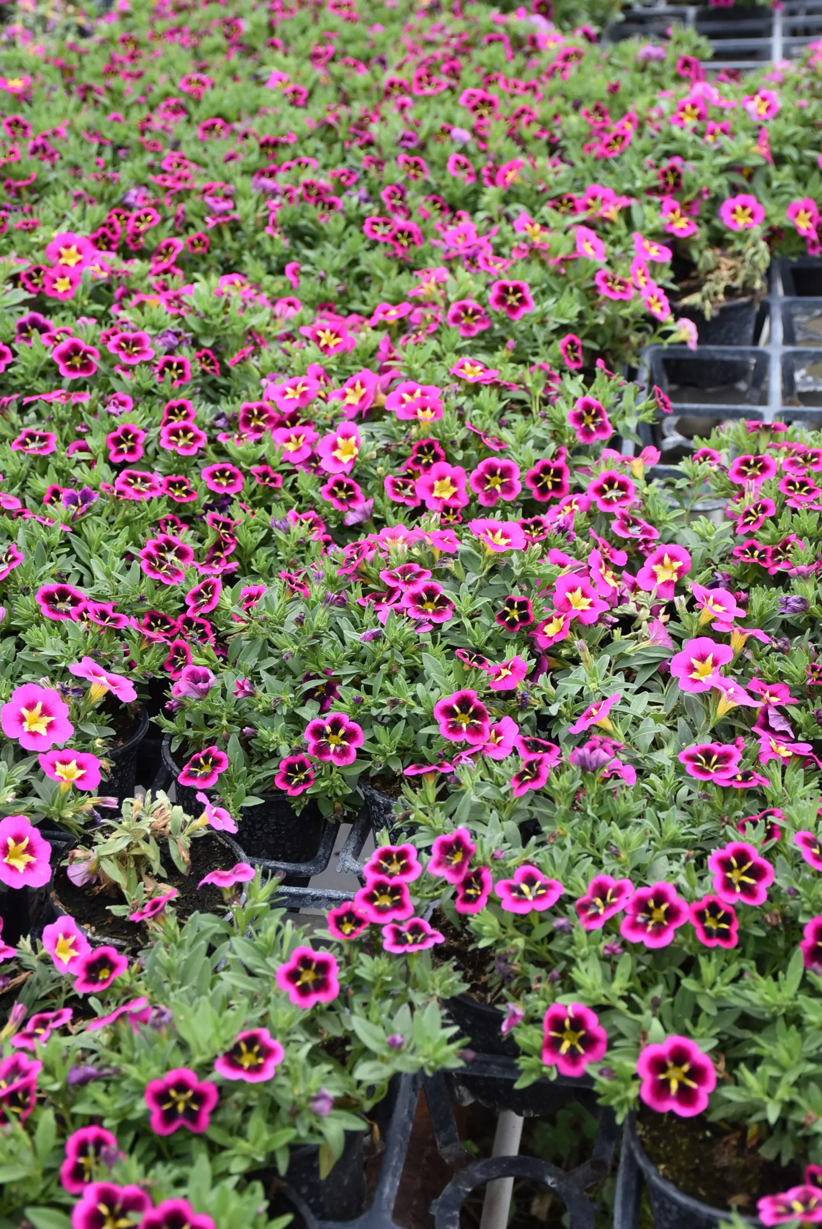 Martin Hendelja, OPG Šupljika, cvijeće (11) Martin Hendelja, OPG Šupljika, cvijeće (11)