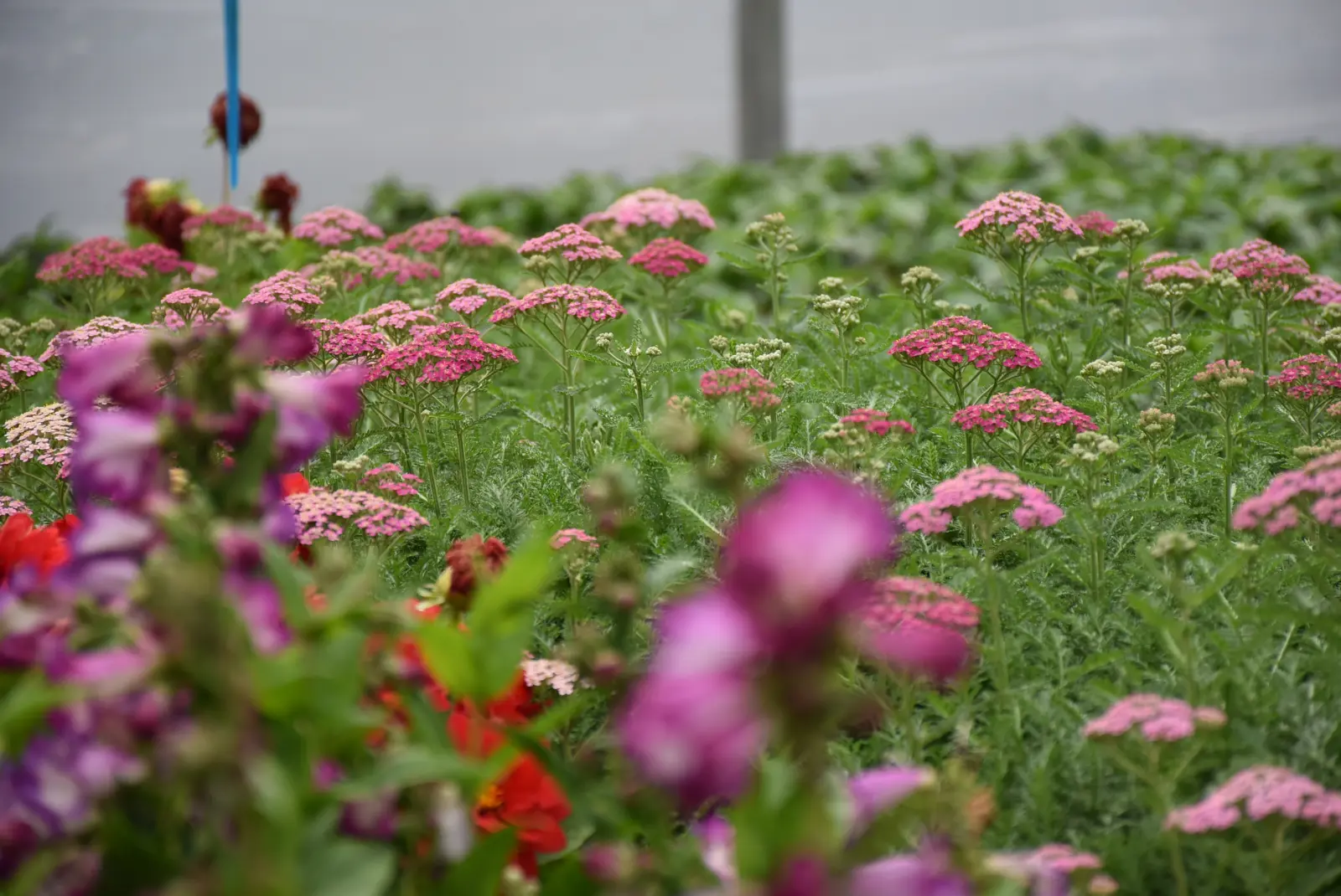 Martin Hendelja, OPG Šupljika, cvijeće (12) Martin Hendelja, OPG Šupljika, cvijeće (12)