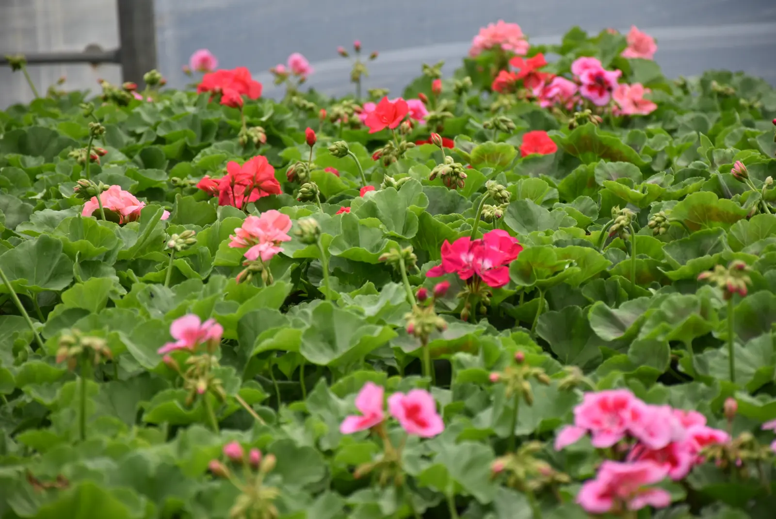 Martin Hendelja, OPG Šupljika, cvijeće (13) Martin Hendelja, OPG Šupljika, cvijeće (13)