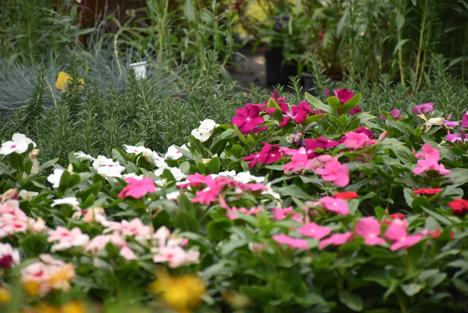 Martin Hendelja, OPG Šupljika, cvijeće (14) Martin Hendelja, OPG Šupljika, cvijeće (14)