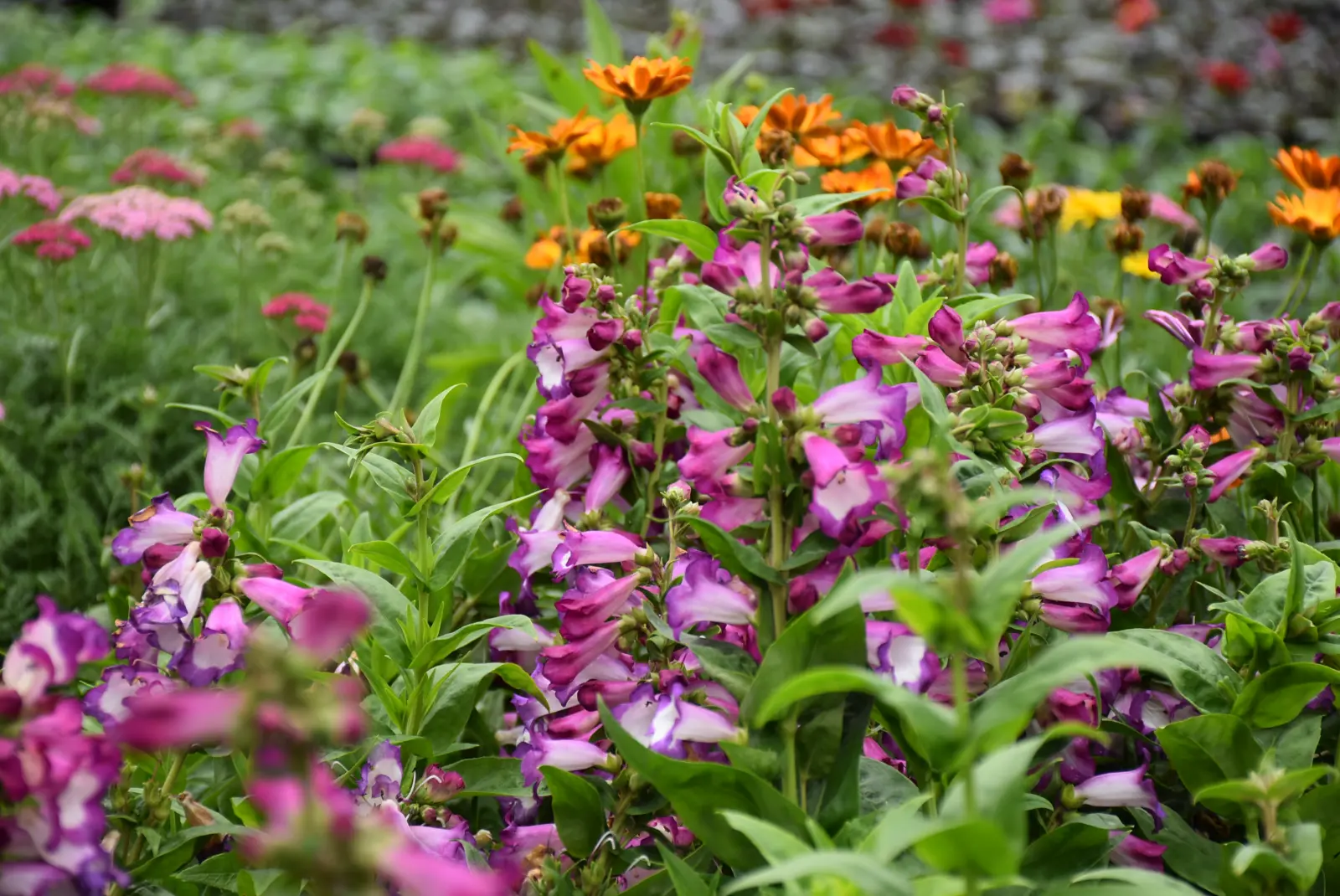 Martin Hendelja, OPG Šupljika, cvijeće (15) Martin Hendelja, OPG Šupljika, cvijeće (15)