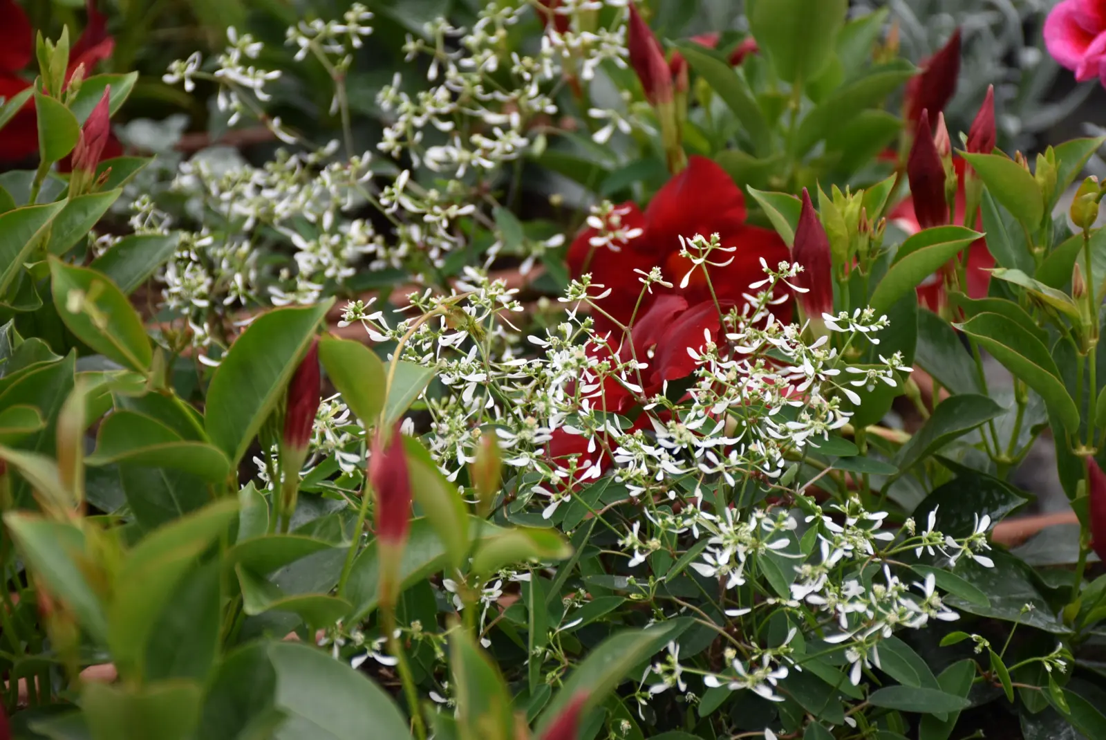 Martin Hendelja, OPG Šupljika, cvijeće (16) Martin Hendelja, OPG Šupljika, cvijeće (16)