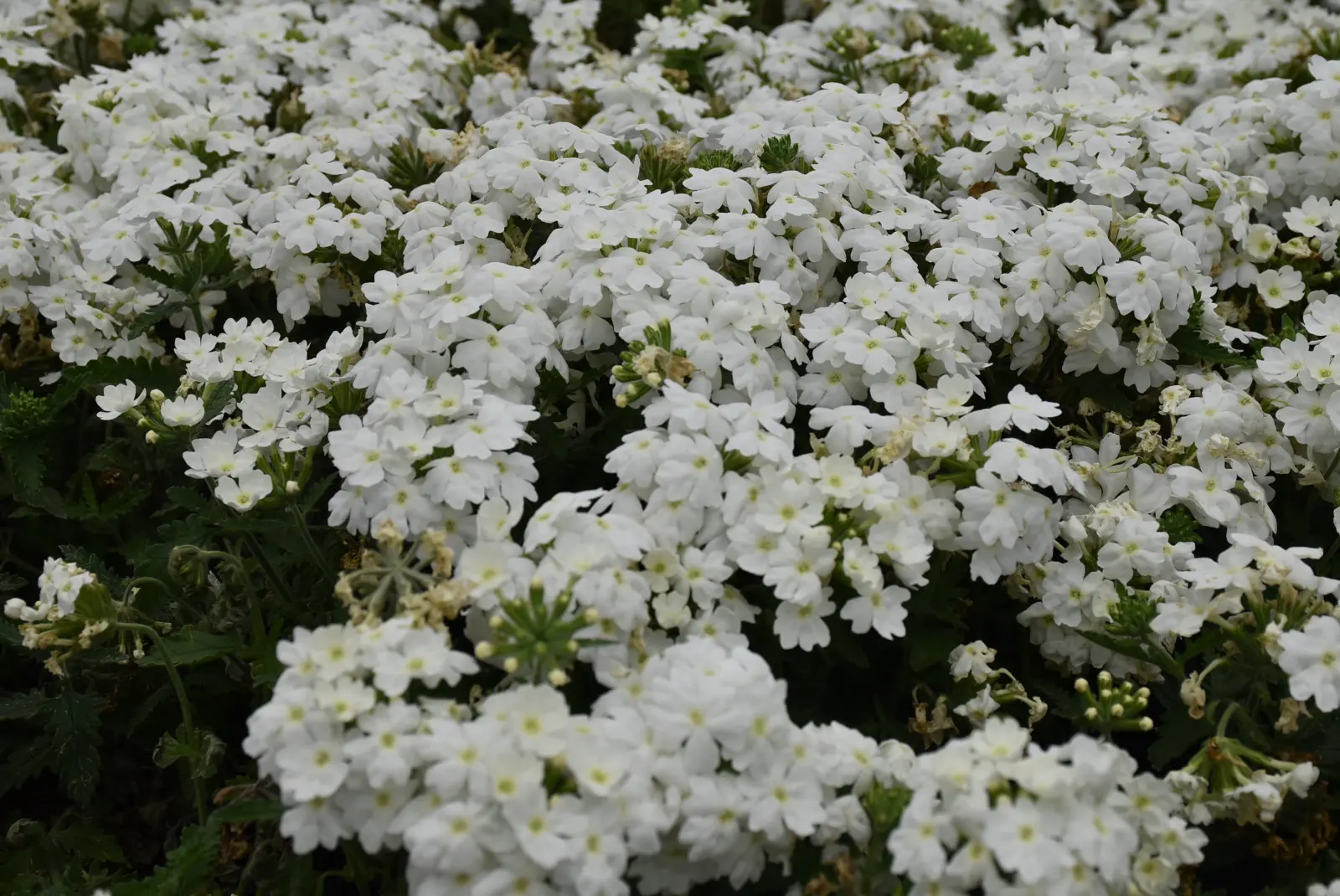 Martin Hendelja, OPG Šupljika, cvijeće (2) Martin Hendelja, OPG Šupljika, cvijeće (2)