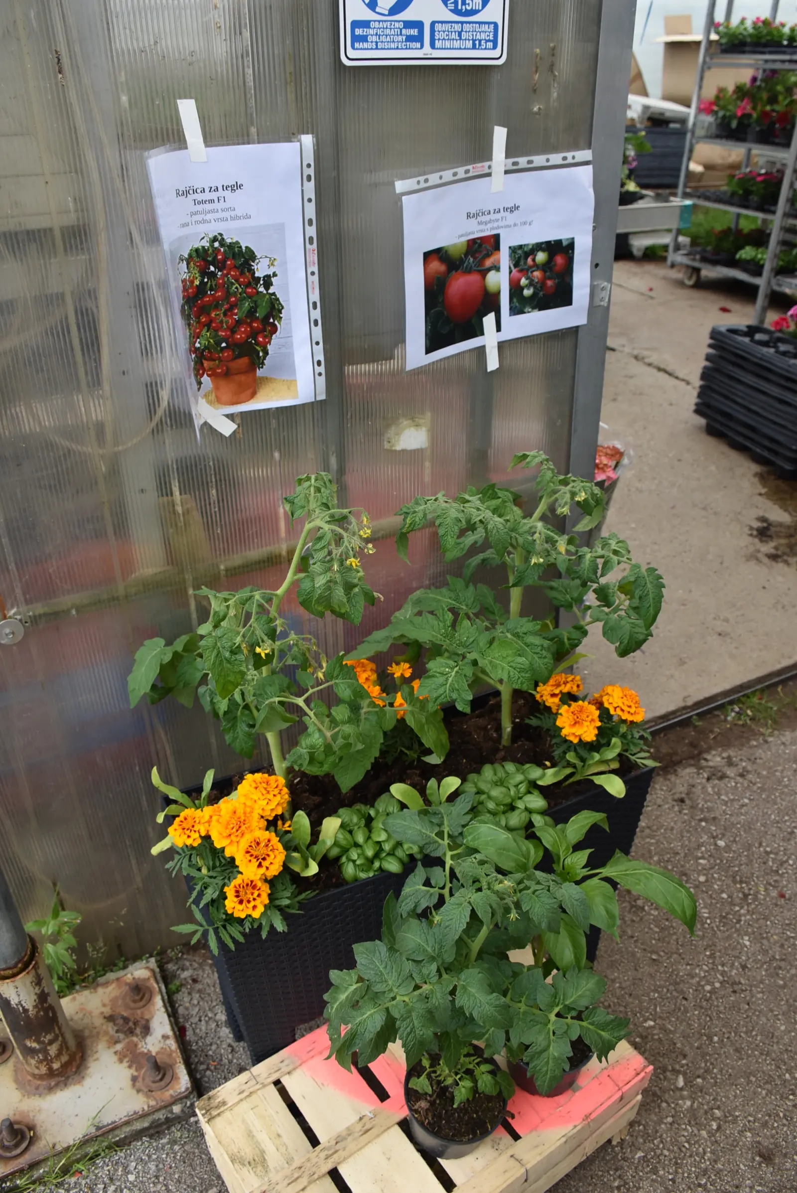 Martin Hendelja, OPG Šupljika, cvijeće (3) Martin Hendelja, OPG Šupljika, cvijeće (3)