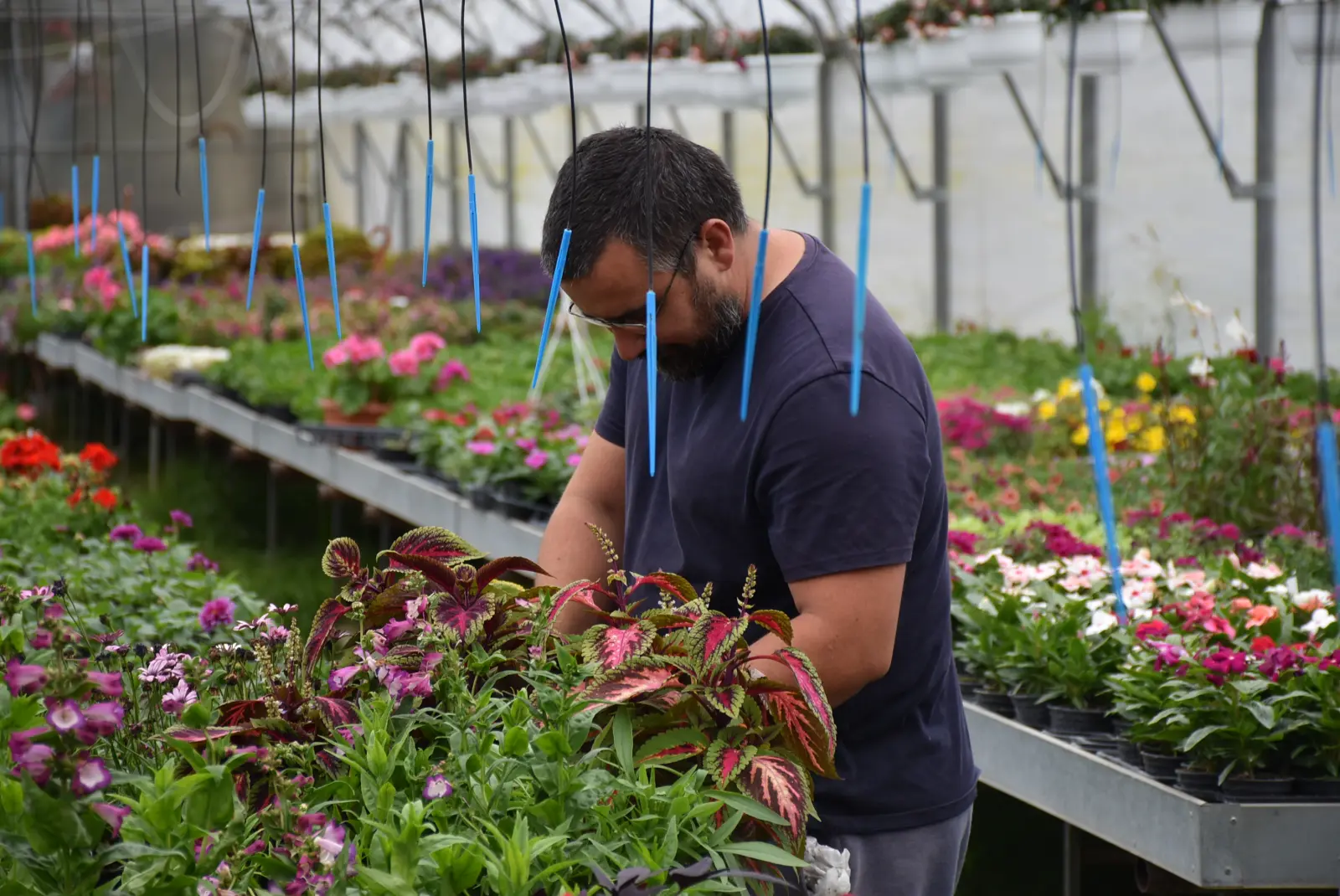 Martin Hendelja, OPG Šupljika, cvijeće (6) Martin Hendelja, OPG Šupljika, cvijeće (6)