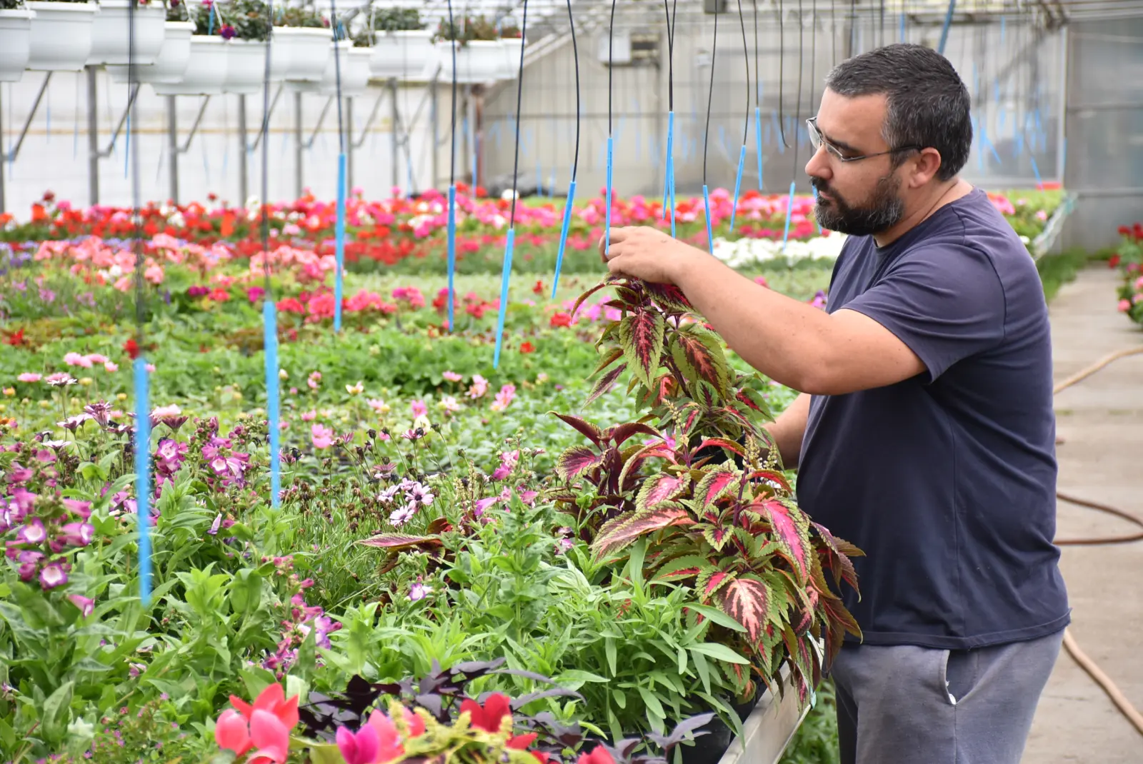 Martin Hendelja, OPG Šupljika, cvijeće (7) Martin Hendelja, OPG Šupljika, cvijeće (7)