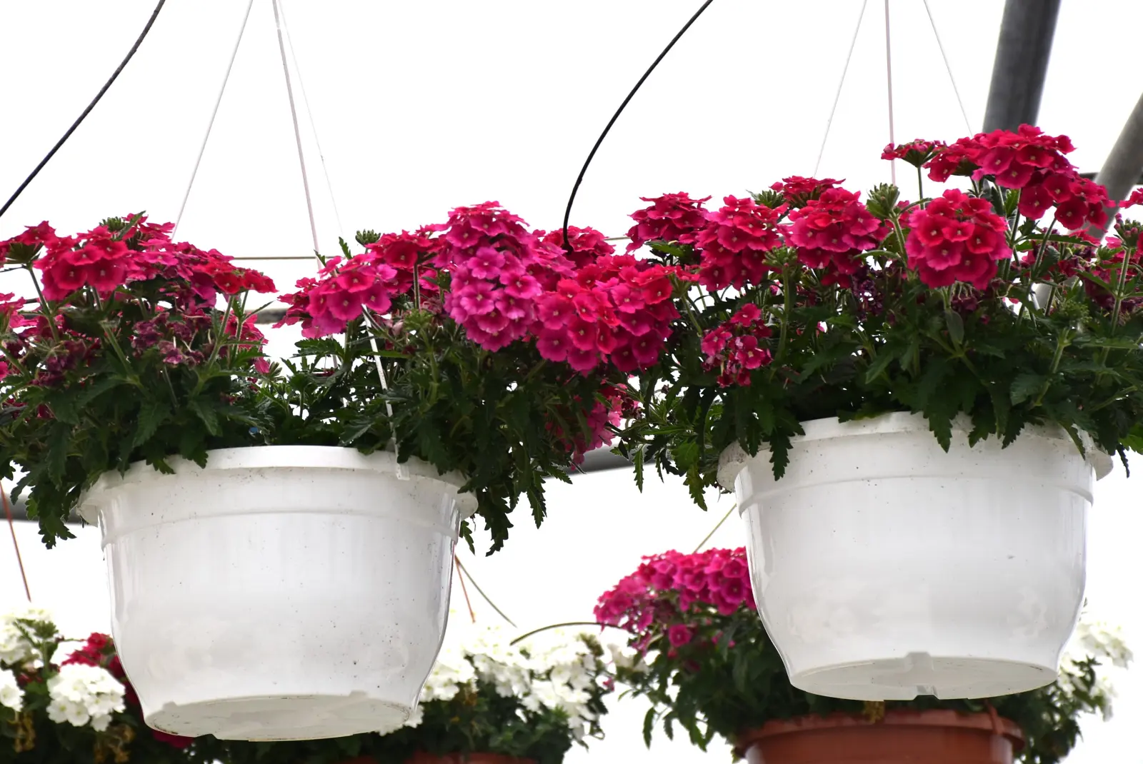 Martin Hendelja, OPG Šupljika, cvijeće (9) Martin Hendelja, OPG Šupljika, cvijeće (9)