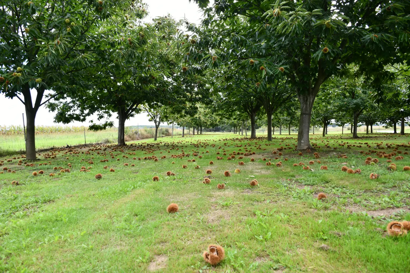 Maruni Frančić, Peklenica, berba, jesen (1)