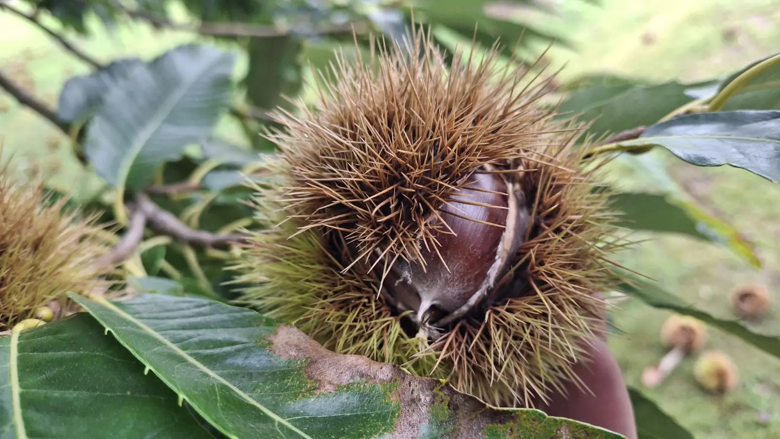 Maruni Frančić, Peklenica, berba, jesen (12)