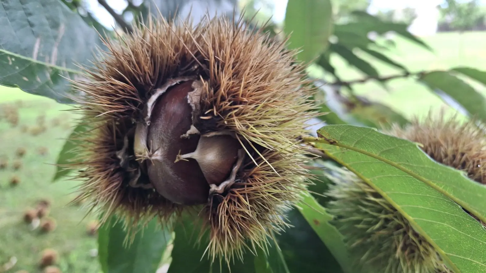 Maruni Frančić, Peklenica, berba, jesen (13)
