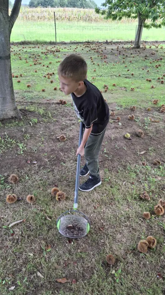 Maruni Frančić, Peklenica, berba, jesen (14)