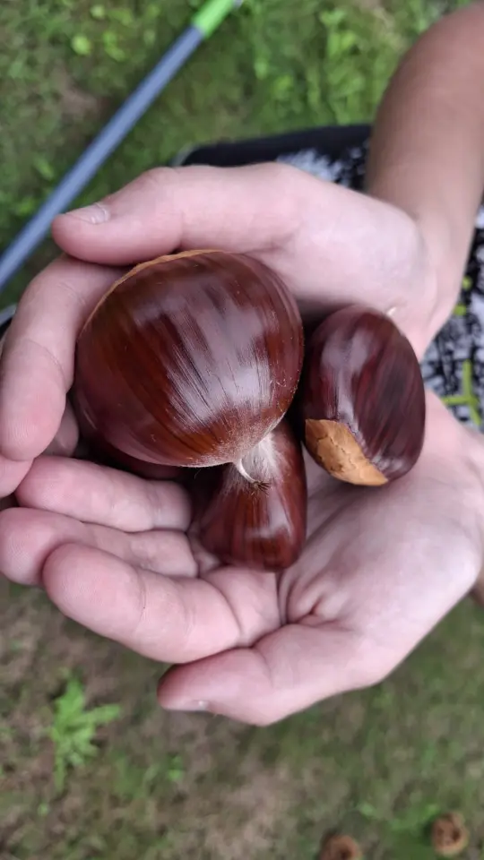 Maruni Frančić, Peklenica, berba, jesen (15)